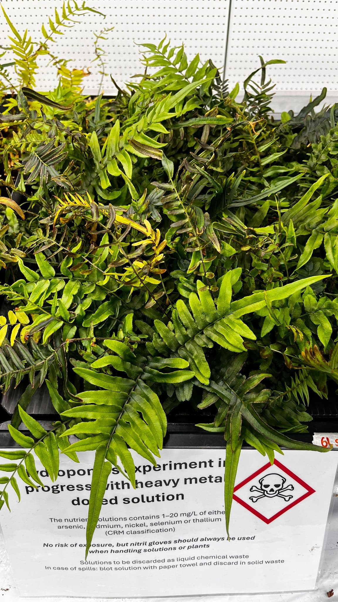 Hyperaccumulating ferns in the greenhouse