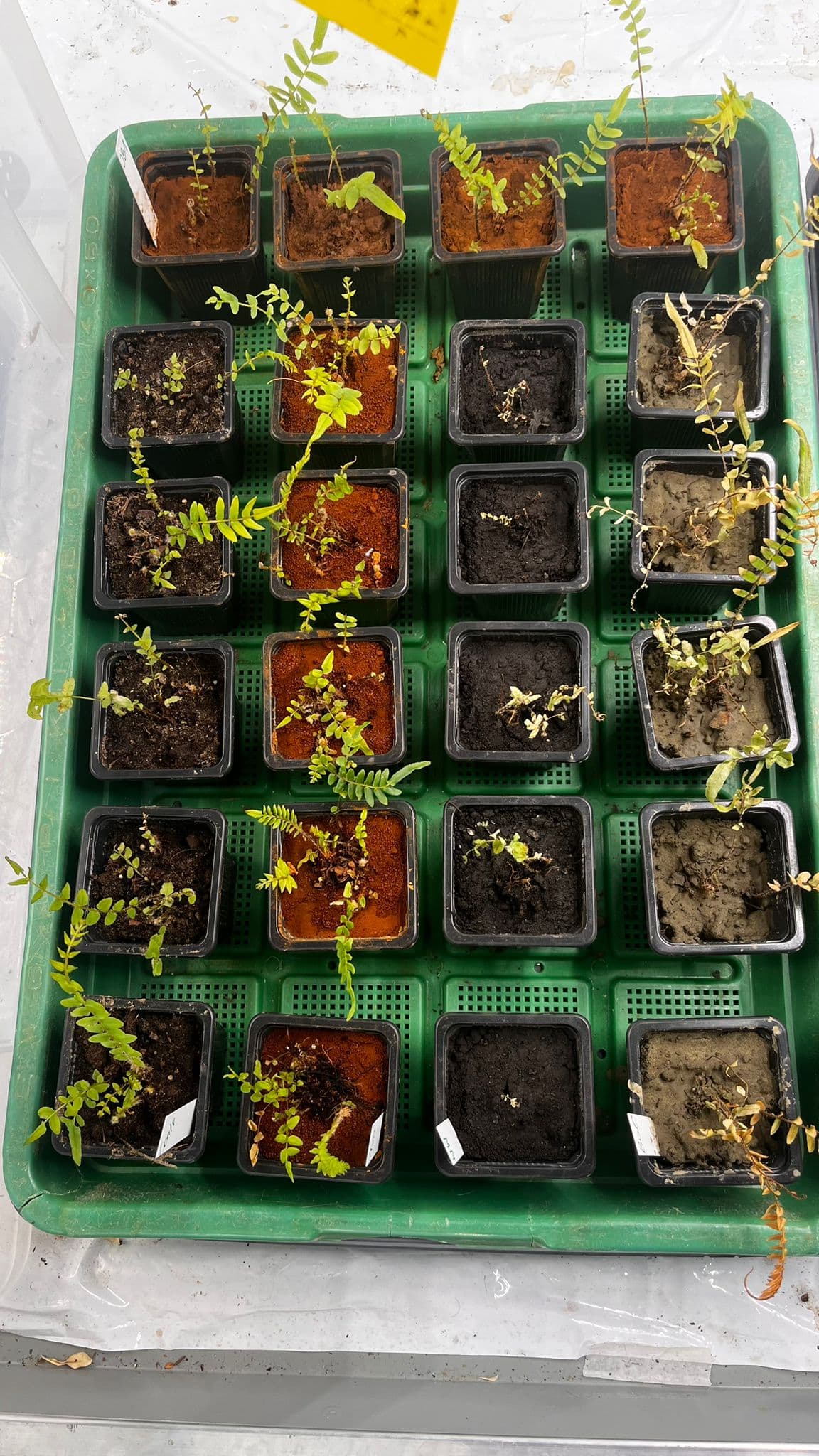Seedlings raised on incinerated ash