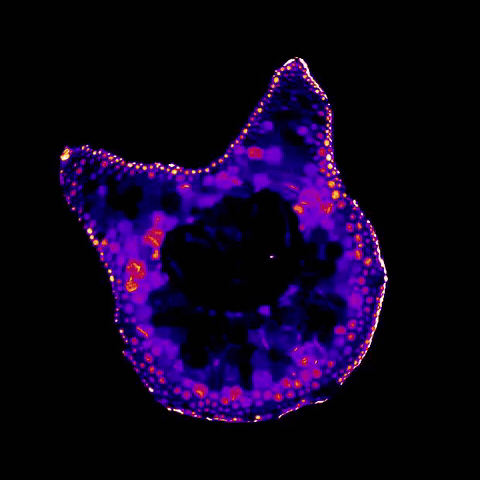 µXRF elemental map of a plant stem